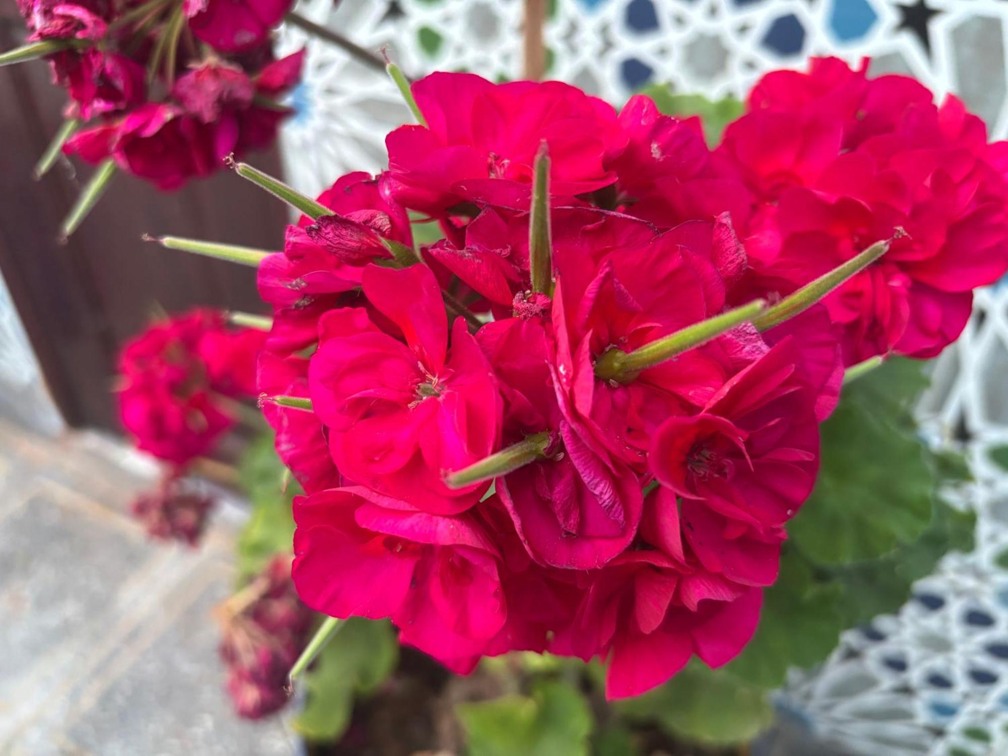 Casa Morisca Villa Szidi Ifni Kültér fotó